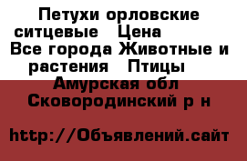 Петухи орловские ситцевые › Цена ­ 1 000 - Все города Животные и растения » Птицы   . Амурская обл.,Сковородинский р-н